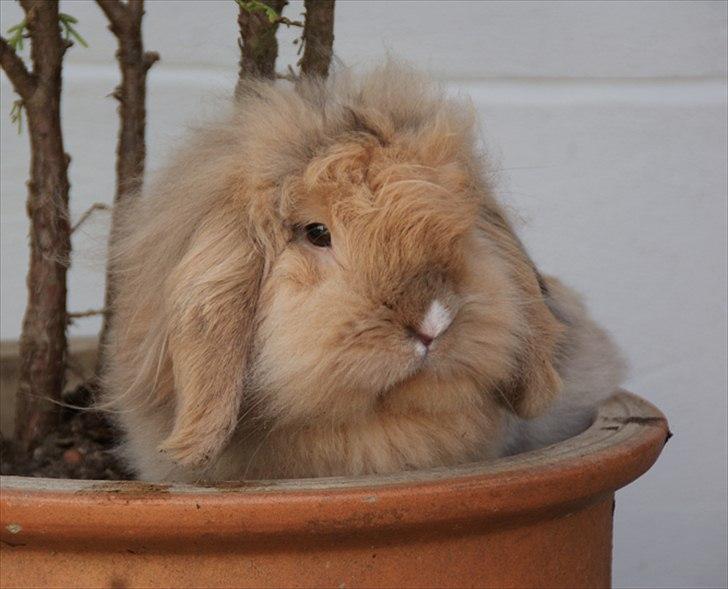 Kanin Løvevædder Kit Kat - (Kitty) billede 8