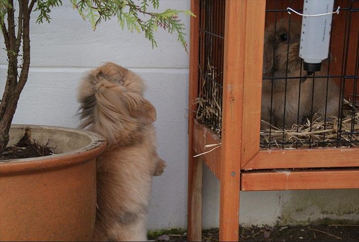 Kanin Løvevædder Kit Kat - (Kitty) - Hallooooo Joey, er du hjemme? billede 10