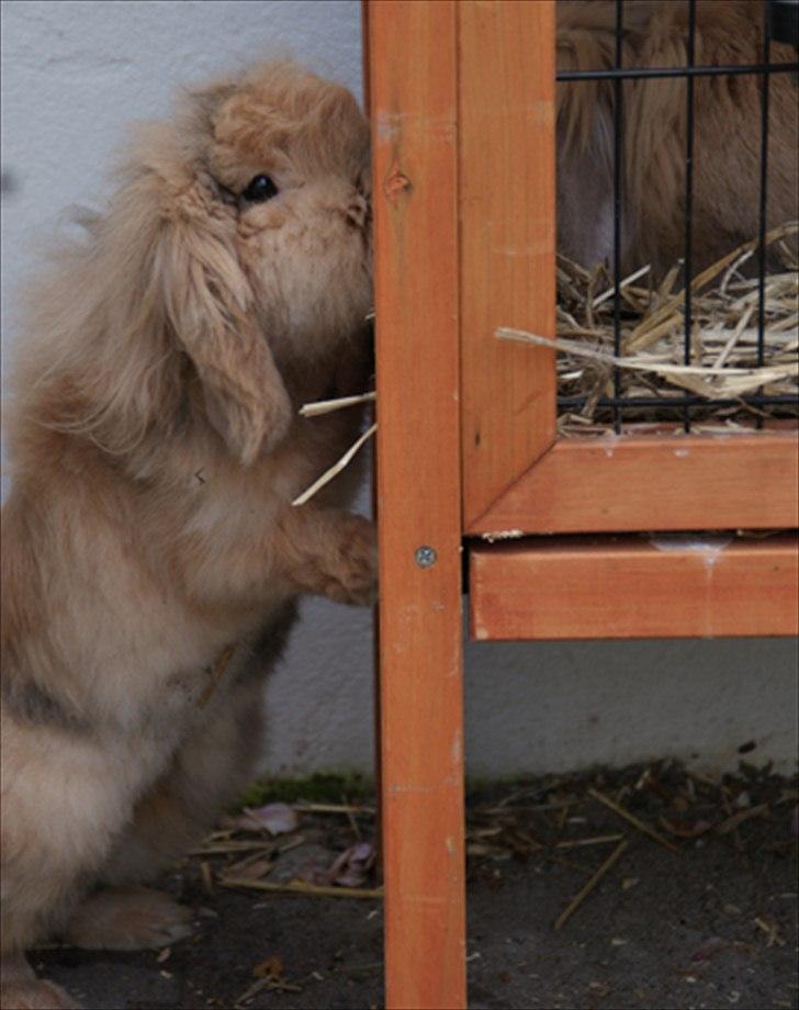 Kanin Løvevædder Kit Kat - (Kitty) - Kysser lidt med Joey ;o) billede 12