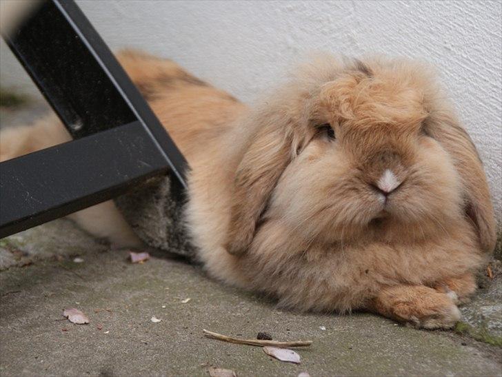 Kanin Løvevædder Kit Kat - (Kitty) billede 13