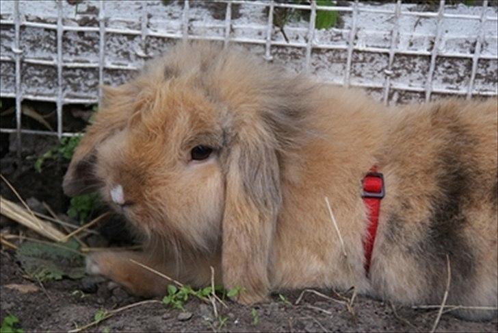 Kanin Løvevædder Kit Kat - (Kitty) - 5 mdr :-) billede 14