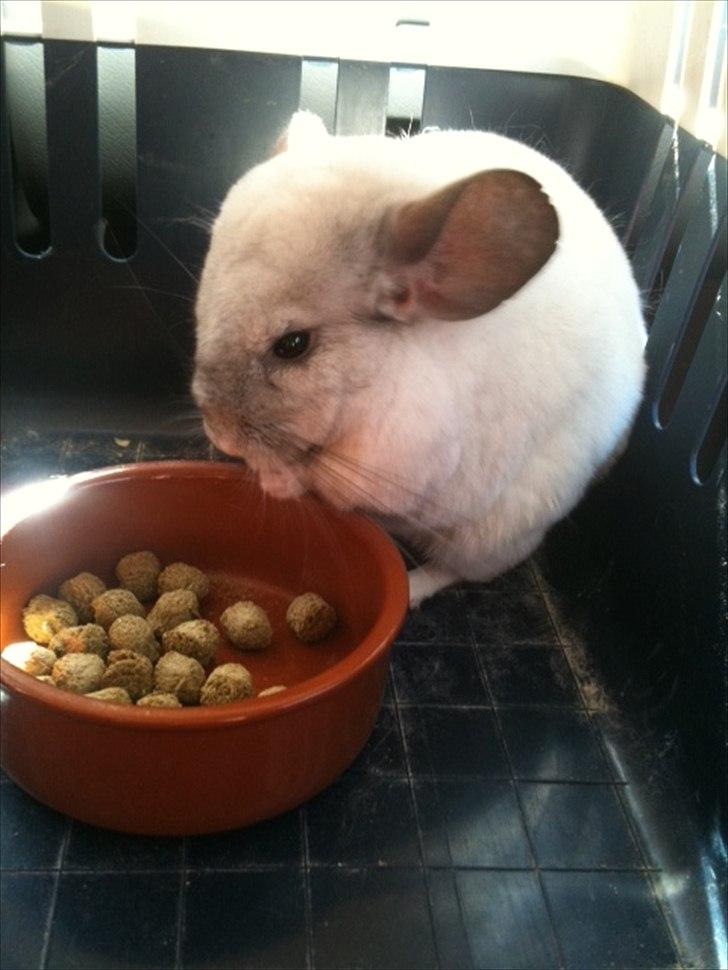 Chinchilla Mamalou -  Mamalou På vej hjem, til sit nye hjem (: billede 1