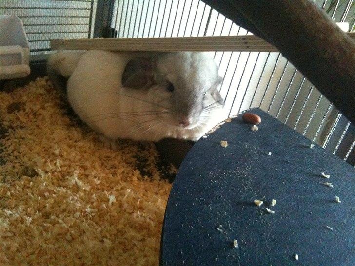 Chinchilla Mamalou billede 2