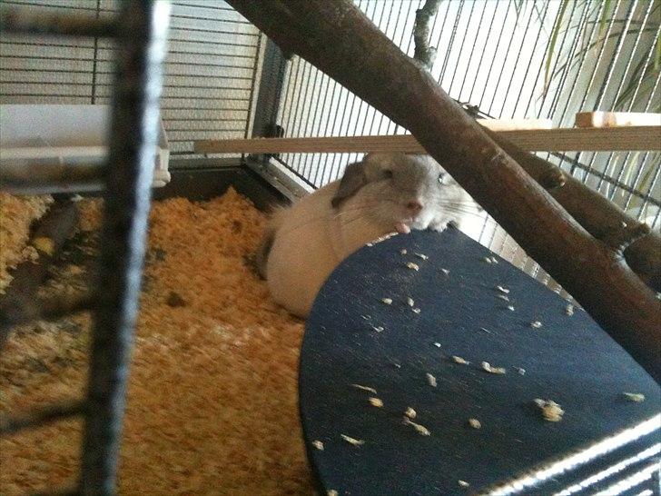 Chinchilla Mamalou billede 3