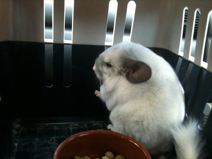 Chinchilla Mamalou billede 4