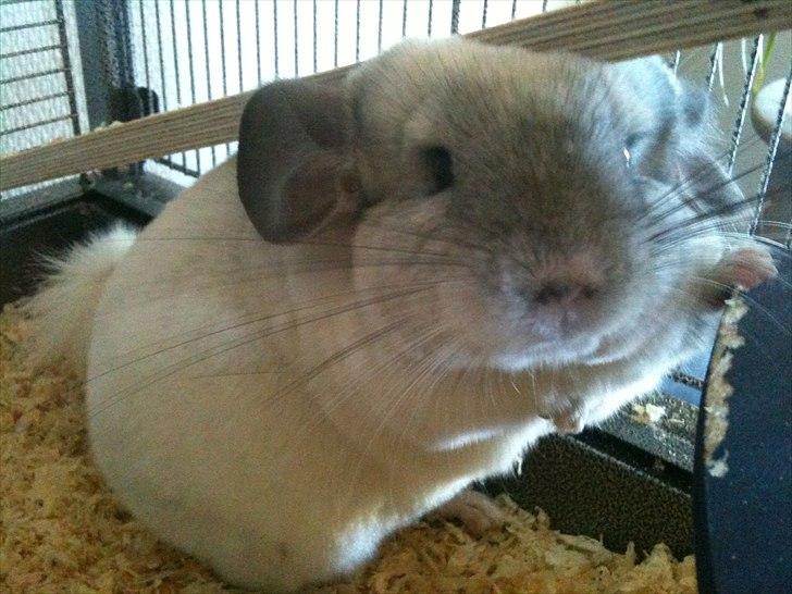 Chinchilla Mamalou billede 5