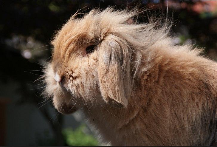 Kanin Løvevædder Kit Kat - (Kitty) billede 3