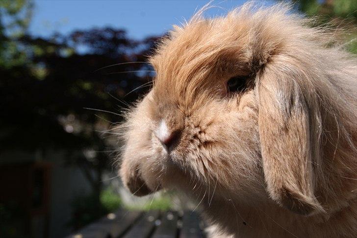 Kanin Løvevædder Kit Kat - (Kitty) billede 15