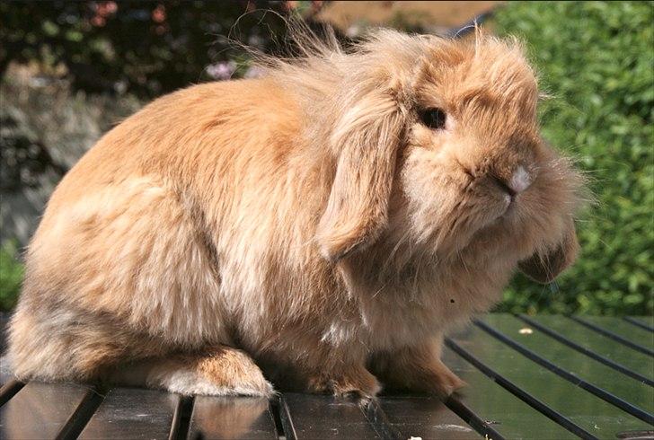 Kanin Løvevædder Kit Kat - (Kitty) billede 16