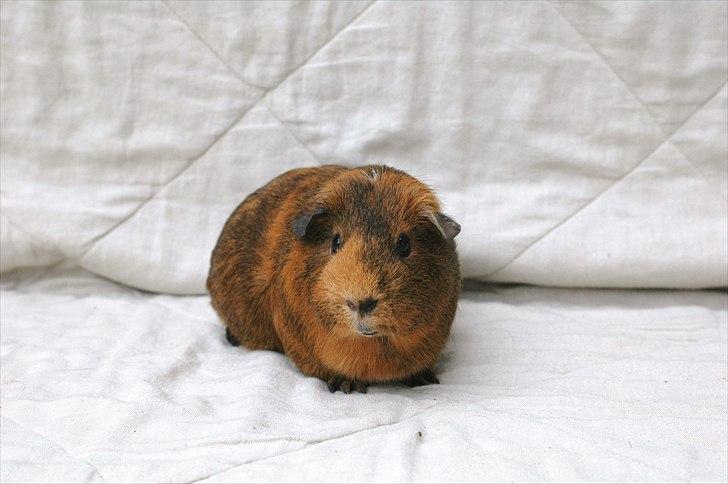 Marsvin Solsidens Lovely Lulu<3 - Hej og velkommen til min profil!(: billede 1