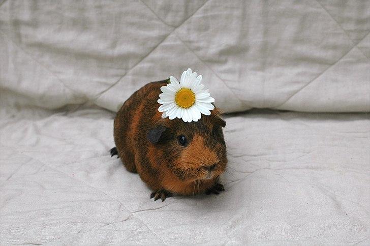 Marsvin Solsidens Lovely Lulu<3 billede 10