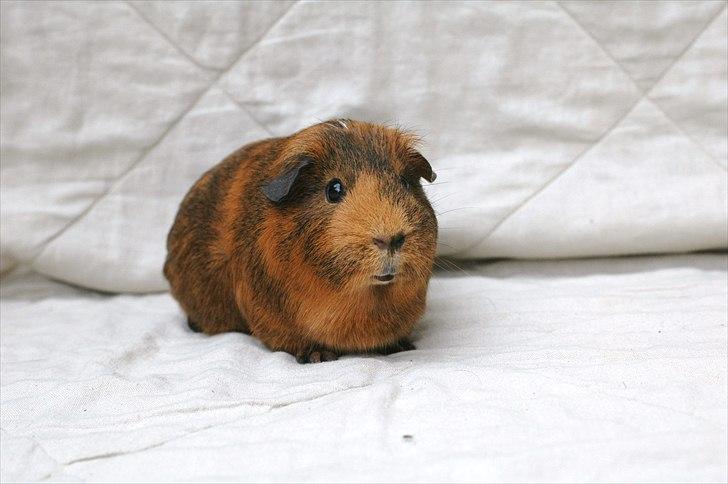 Marsvin Solsidens Lovely Lulu<3 billede 7