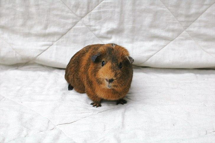 Marsvin Solsidens Lovely Lulu<3 billede 5