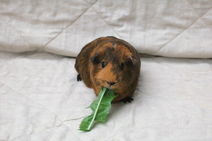 Marsvin Solsidens Lovely Lulu<3 billede 14