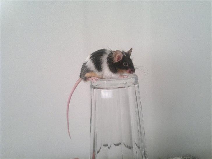 Mus Nelly billede 16