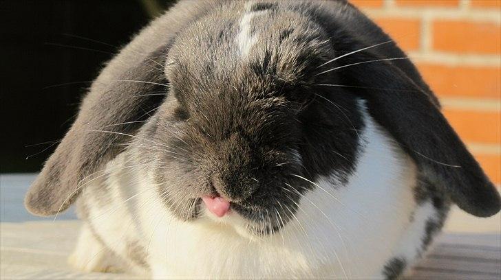 Kanin Medina billede 19