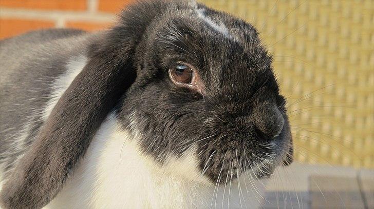 Kanin Medina billede 20