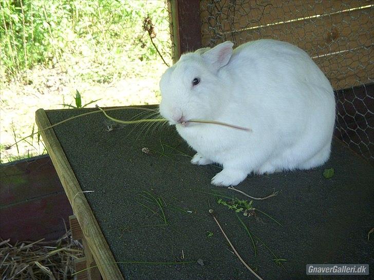 Kanin | Nuser  billede 14