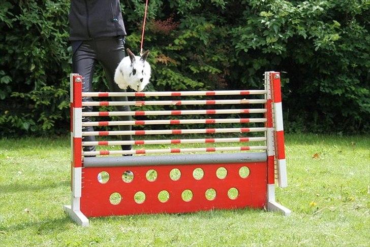 Kanin Jokers Malibue billede 9