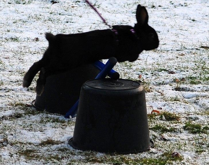 Kanin Blacky-Frederik! billede 4