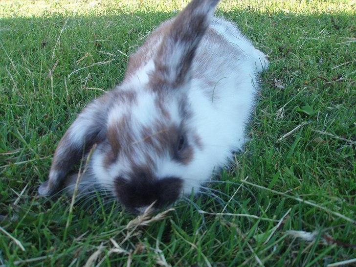 Kanin Beauty billede 3