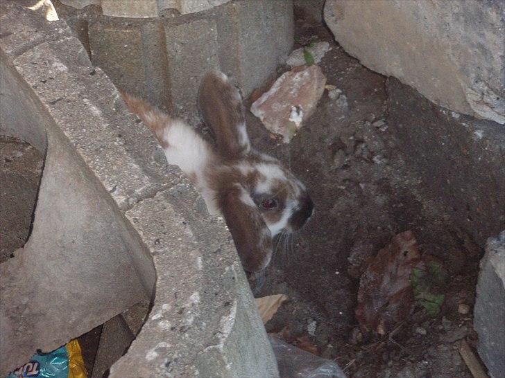 Kanin Beauty billede 4