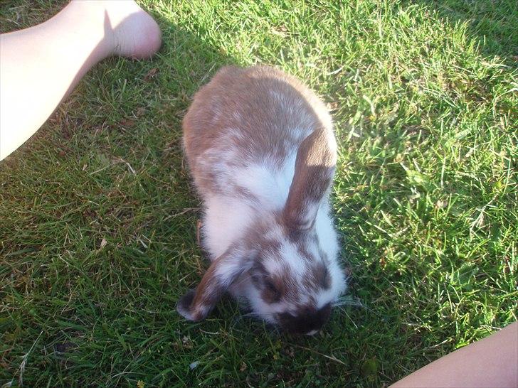 Kanin Beauty billede 8