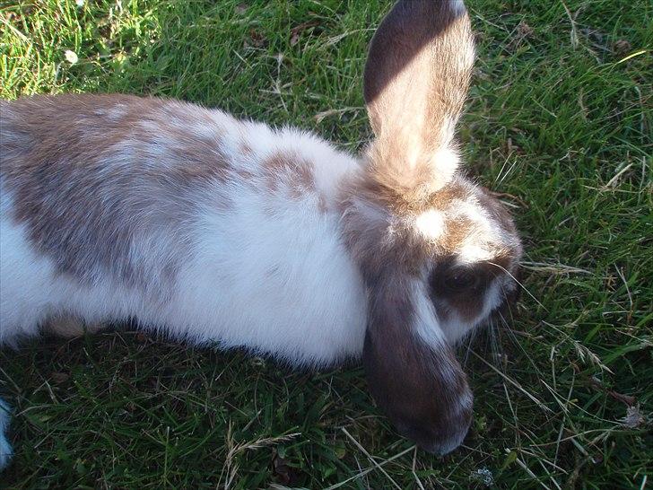 Kanin Beauty billede 5