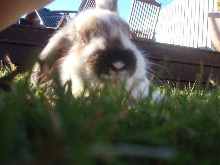 Kanin Beauty billede 2