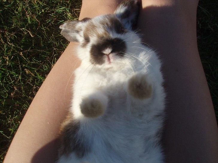 Kanin Beauty billede 9