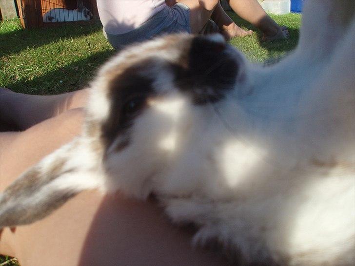 Kanin Beauty billede 10