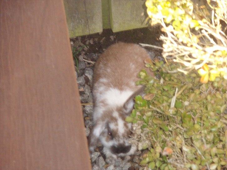 Kanin Beauty billede 12