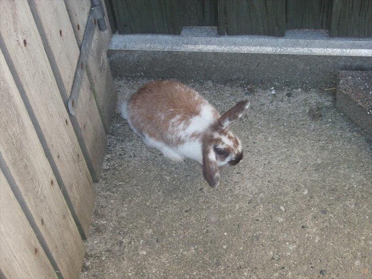 Kanin Beauty billede 11