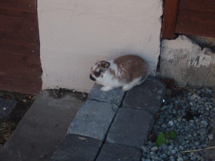 Kanin Beauty billede 7