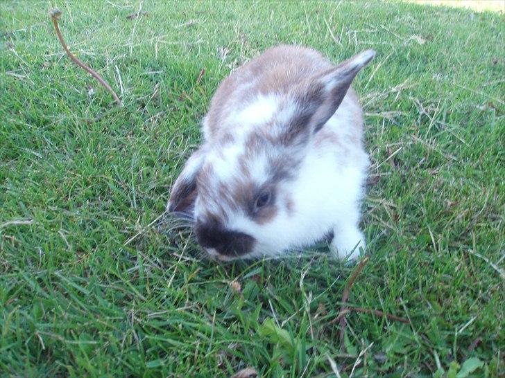 Kanin Beauty billede 14