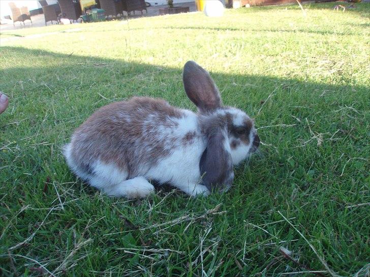 Kanin Beauty billede 15