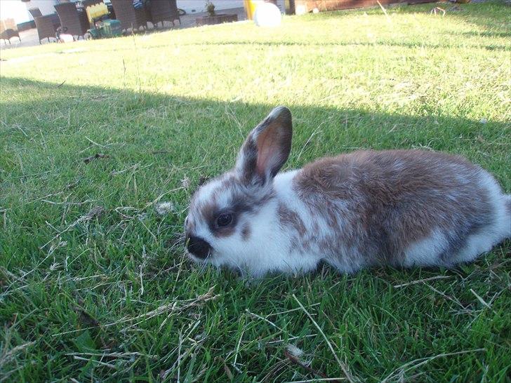 Kanin Beauty billede 17