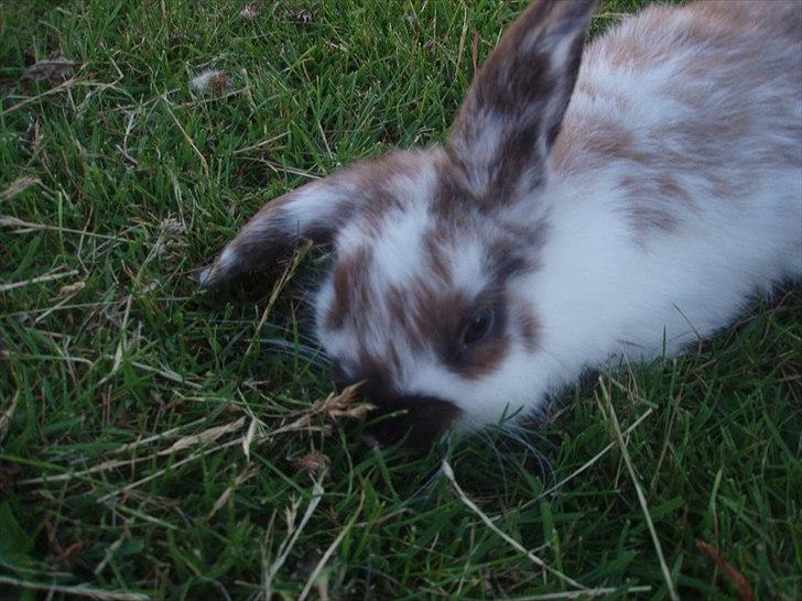 Kanin Beauty billede 18