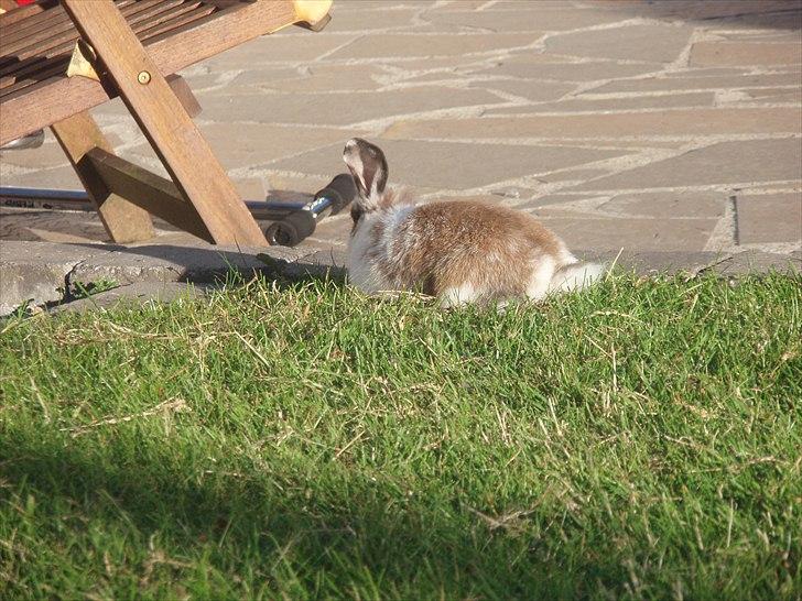 Kanin Beauty billede 19