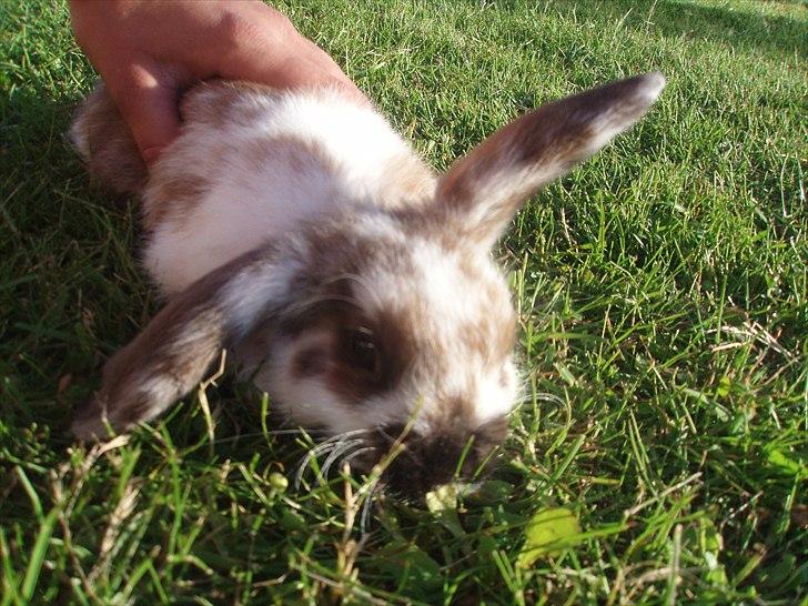 Kanin Beauty billede 16