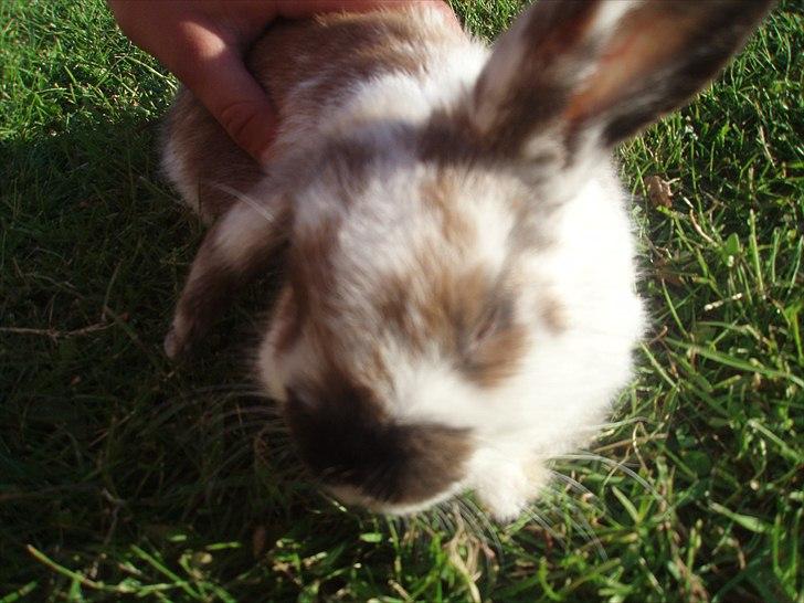 Kanin Beauty billede 13