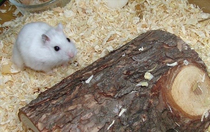 Dværghamster Flemming *R.I.P.* billede 2