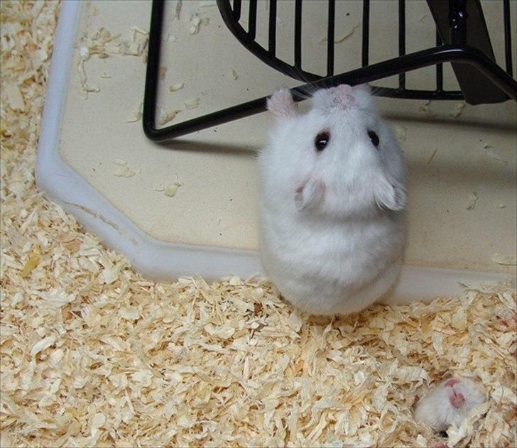 Dværghamster Flemming *R.I.P.* billede 5