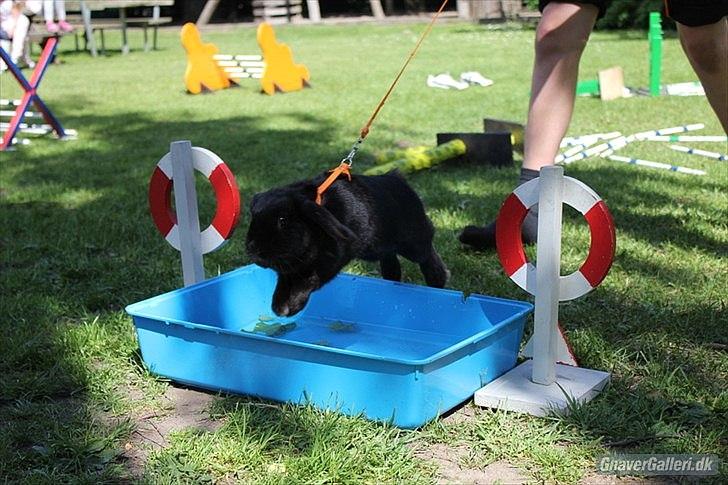 Kanin COOKIE <3 - Foto: Freja  billede 8