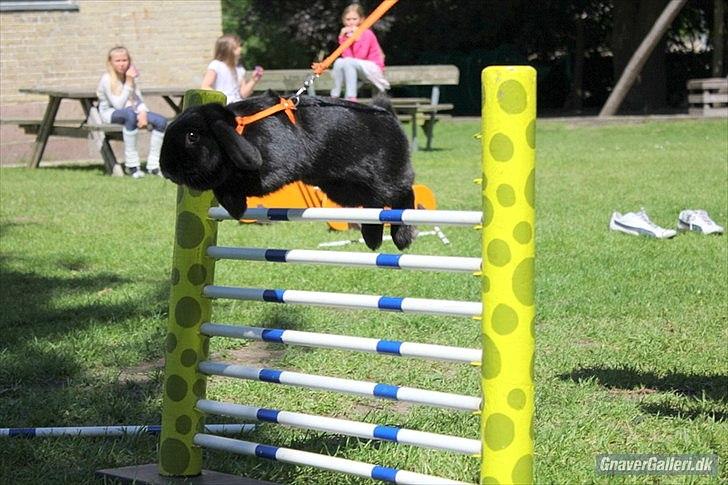 Kanin COOKIE <3 - Foto: Freja  billede 9