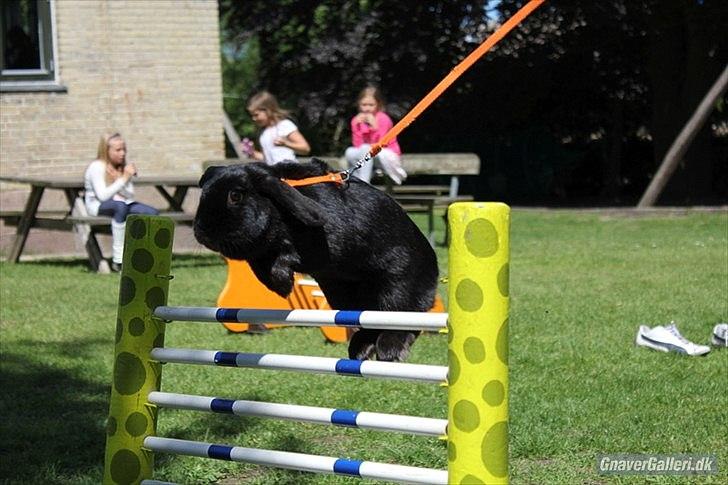 Kanin COOKIE <3 - Foto: Freja  billede 11