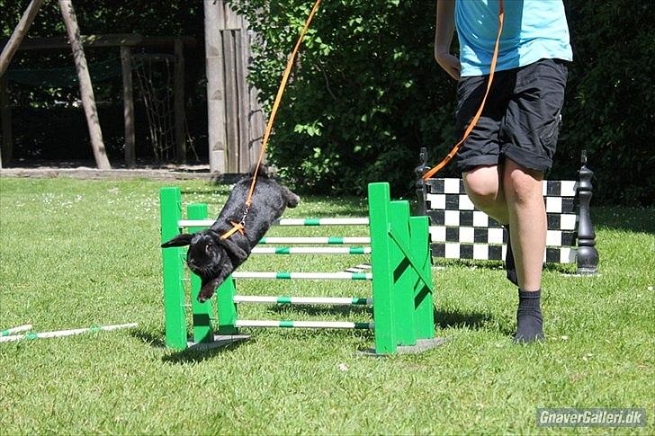 Kanin COOKIE <3 - Foto: Freja  billede 12