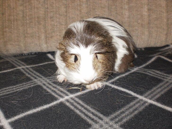 Marsvin Zynta von Sortfod billede 2