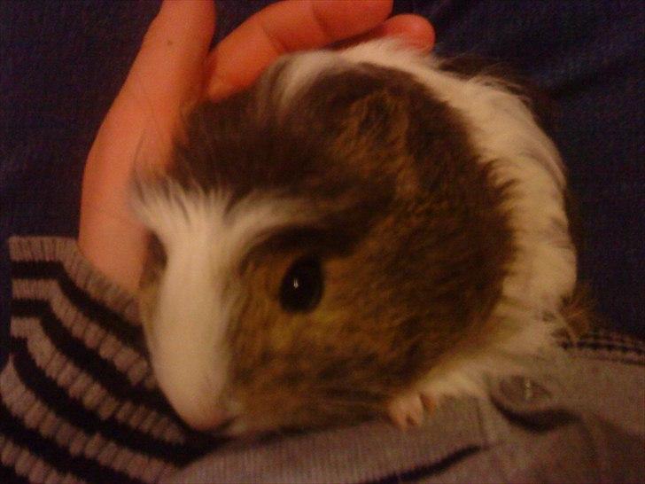 Marsvin Zynta von Sortfod billede 3