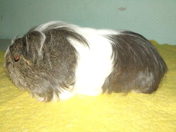 Marsvin Zynta von Sortfod billede 4